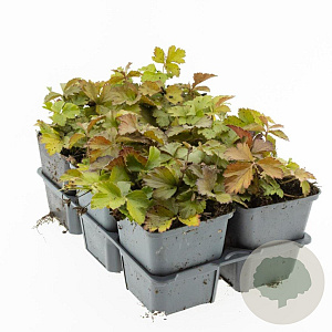 Waldsteinia ternata GM P9