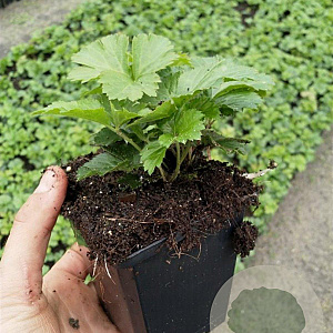 Waldsteinia ternata GM P9