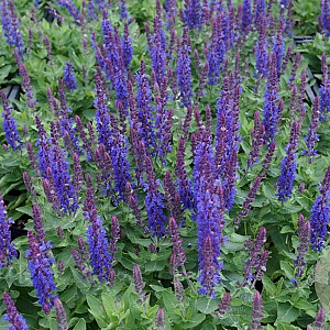 Salvia nemorosa 'Sensation Deep Purple' GM P9
