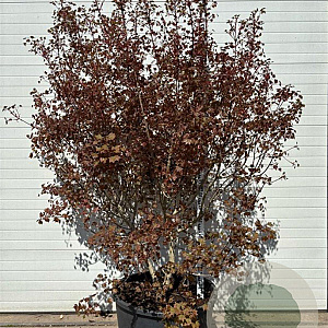 Acer 'Ample Surprise' 170-200 cm container