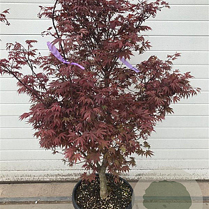 Acer pal. 'Atropurpureum' 100-120 cm container