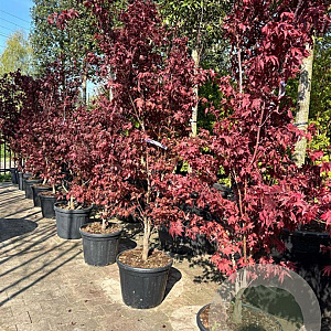 Acer pal. 'Bloodgood' GM container