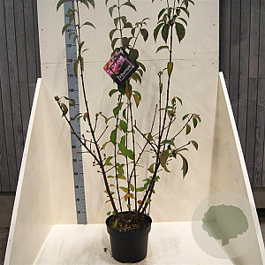 Viburnum bodn. 'Dawn' 100-125 cm 10L