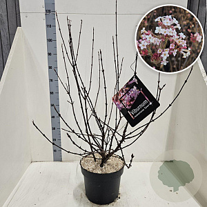 Viburnum bodn. 'Dawn' 100-125 cm 10L