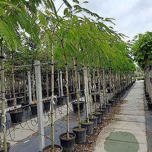 Albizia julibrissin 8-10 HO container