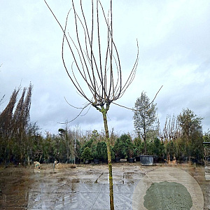 Albizia julibr. Ombrella 200 cm stam draadkluit 18-20