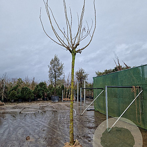 Albizia julibr. Ombrella 200 cm stam draadkluit 20-25