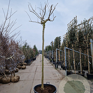 Albizia julibr. Ombrella 220 cm stam container 16-18