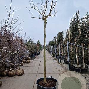 Albizia julibr. Ombrella 220 cm stam container 16-18