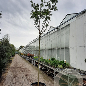 Albizia julibr. Ombrella 220 cm stam container 16-18