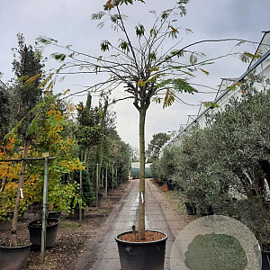 Albizia julibr. Ombrella 200 cm stam container 25-30