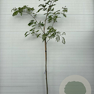 Albizia julibr. Ombrella 6-8 HO container