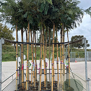 Albizia julibr. Ombrella 8-10 HO container