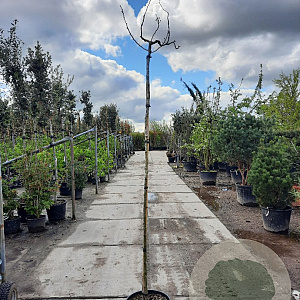 Albizia julibr. 'Summer Chocolate' 200 cm stam 30L 6-8