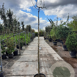 Albizia julibr. 'Summer Chocolate' 200 cm stam 30L 6-8