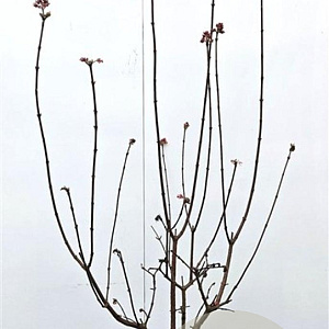 Viburnum bodn. 'Dawn' 125-150 cm 15L