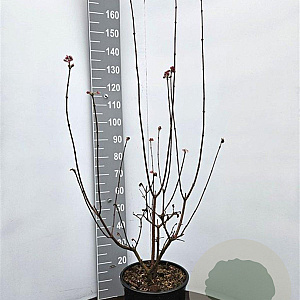 Viburnum bodn. 'Dawn' 125-150 cm 15L