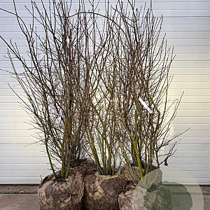 Amelanchier lamarckii 200-225 cm draadkluit