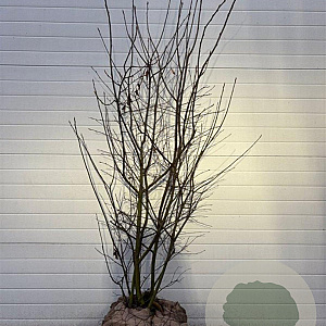 Amelanchier lamarckii 200-225 cm draadkluit