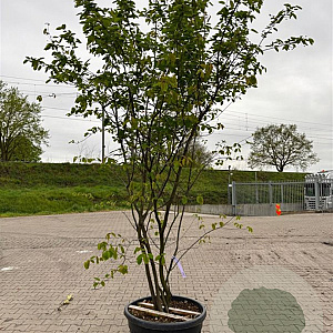 Amelanchier lamarckii 200-250 cm container solitair