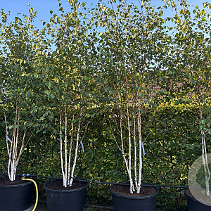 Betula utilis 'Doorenbos' 300-350 cm cont. 160L meerstammig