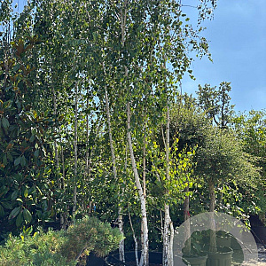 Betula utilis jacquemontii 550-600 cm container meerstammig
