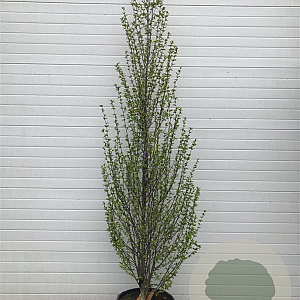 Carpinus bet. 'Fastigiata' 300-350 cm container