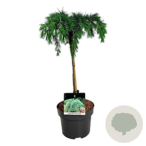 Cedrus deod. 'Feelin' Blue' 12-14 HO container 180 cm stam