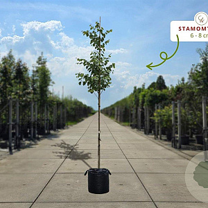 Cercis siliquastrum 12-14 HO container