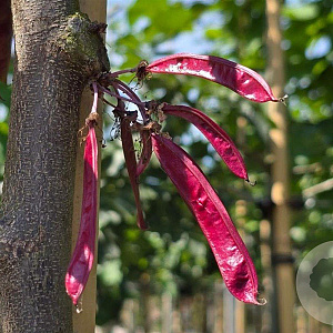 Cercis siliquastrum 12-14 HO container