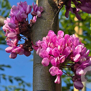 Cercis siliquastrum 12-14 HO container