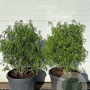 Choisya 'Aztec Pearl' 60-80 cm cont. 55L extra