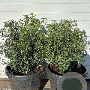 Choisya t. 'Londaz' 50-60 cm 35L extra