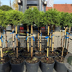 Cryptomeria j. 'Little Champion' 80 cm stam 18L