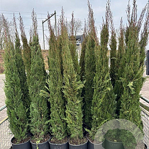 Cupressus sempervirens 175-200 cm 15L