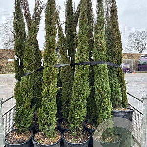 Cupressus sempervirens 200-250 cm 30L