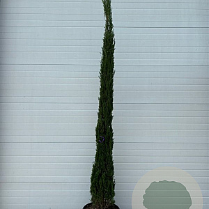 Cupressus sempervirens 300-350 cm cont. 65L