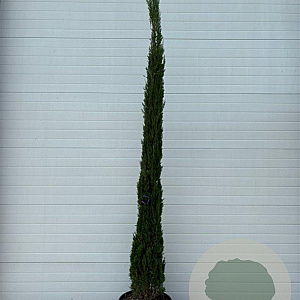 Cupressus sempervirens 300-350 cm cont. 65L