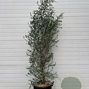 Eucalyptus gunnii 125-150 cm 50L