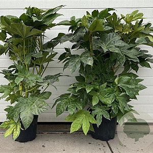Fatsia japonica 100 cm 15L