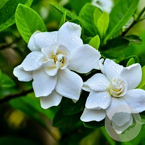 Gardenia jasminoides halfstam container