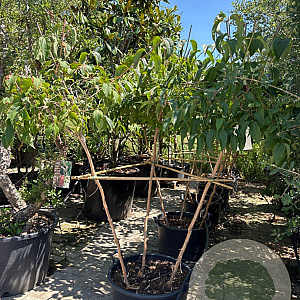 Heptacodium miconioides 150-200 cm container meerstammig solitair