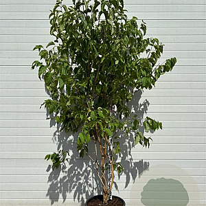 Heptacodium miconioides 200-250 cm cont. 80L