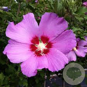 Hibiscus syr. 'Floru' 175-200 cm draadkluit struik op Stam