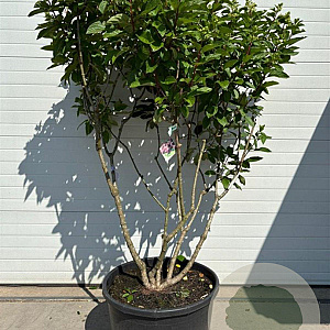 Hydrangea pan. 'DVPPinky' 150-200 cm container