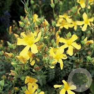 Hypericum olympicum GM P9