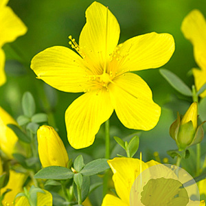 Hypericum olympicum GM P9