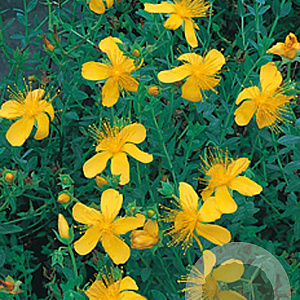 Hypericum olympicum GM P9