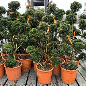 Ilex crenata 'Kimmei' 100-120 cm 18L