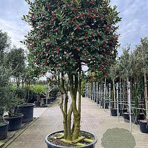 Ilex 'Nellie R. Stevens' 300 cm container meerstammig solitair